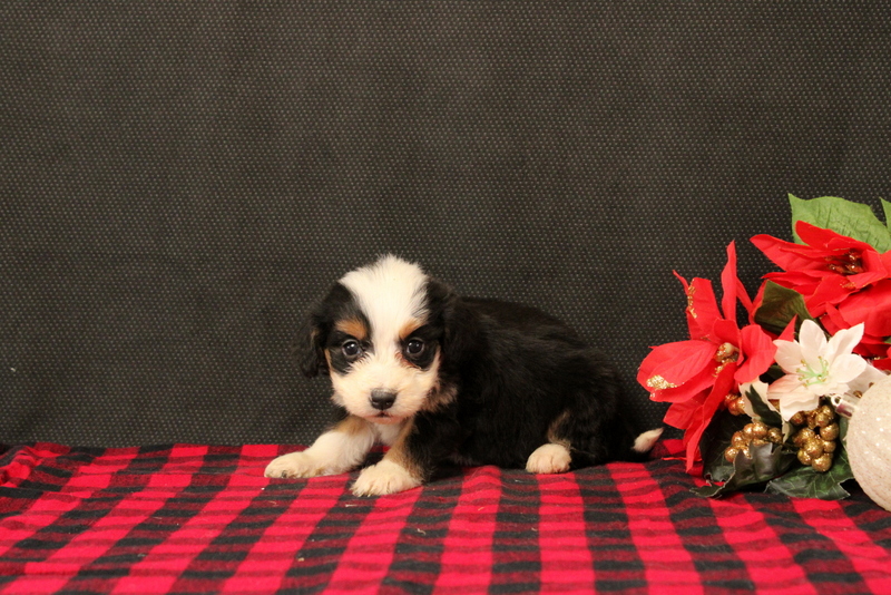 puppy, for, sale, Mini Bernadoodle F2, Matthew B. Stoltzfus, dog, breeder, Gap, PA, dog-breeder, puppy-for-sale, forsale, nearby, find, puppyfind, locator, puppylocator, aca
